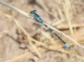 Coenagrion scitulum